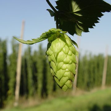 The importance of characterizing hops in beer